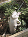 garden rabbit 2